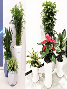 鄞州花卉租赁专业 鄞州花卉租赁专业